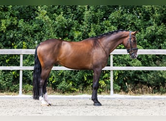 KWPN, Ruin, 4 Jaar, 170 cm, Bruin