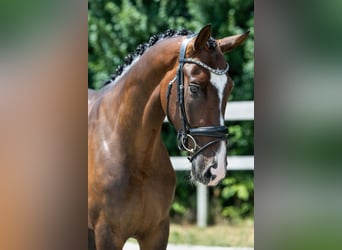 KWPN, Ruin, 4 Jaar, 170 cm, Bruin