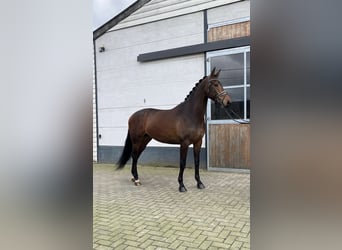 KWPN, Ruin, 4 Jaar, 170 cm, Bruin