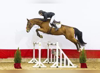 KWPN, Ruin, 4 Jaar, 170 cm, Bruin