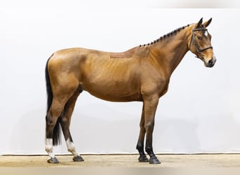 KWPN, Ruin, 4 Jaar, 170 cm, Bruin