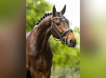 KWPN, Ruin, 4 Jaar, 170 cm, Donkerbruin