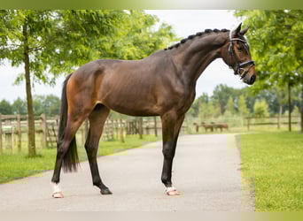 KWPN, Ruin, 4 Jaar, 170 cm, Donkerbruin