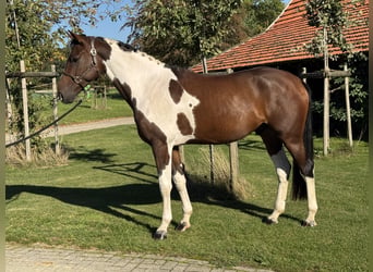 KWPN, Ruin, 4 Jaar, 170 cm, Gevlekt-paard