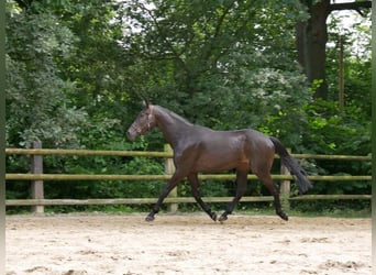 KWPN, Ruin, 4 Jaar, 170 cm