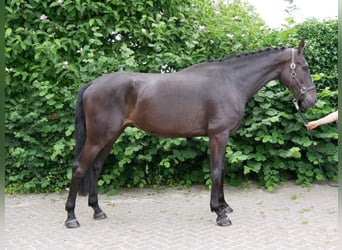 KWPN, Ruin, 4 Jaar, 170 cm