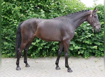 KWPN, Ruin, 4 Jaar, 170 cm