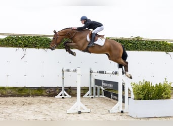 KWPN, Ruin, 4 Jaar, 170 cm