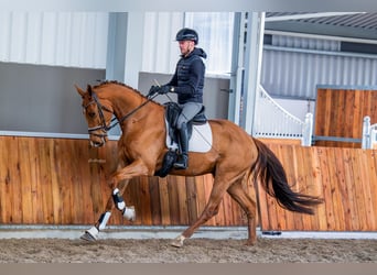 KWPN, Ruin, 4 Jaar, 170 cm, Vos