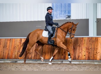 KWPN, Ruin, 4 Jaar, 170 cm, Vos