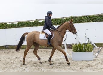 KWPN, Ruin, 4 Jaar, 170 cm, Vos