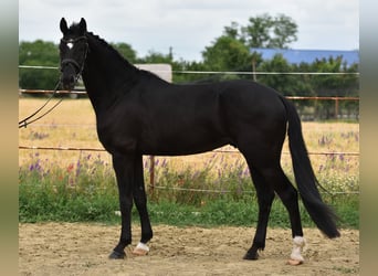 KWPN, Ruin, 4 Jaar, 170 cm, Zwart