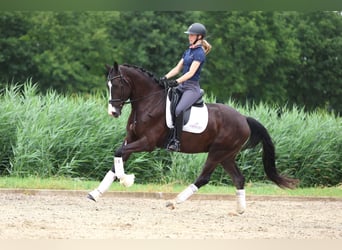 KWPN, Ruin, 4 Jaar, 170 cm, Zwart