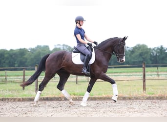 KWPN, Ruin, 4 Jaar, 170 cm, Zwart