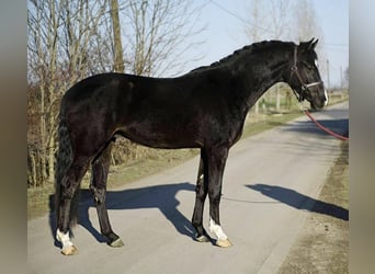 KWPN, Ruin, 4 Jaar, 170 cm, Zwart