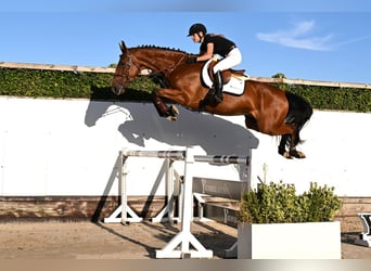 KWPN, Ruin, 4 Jaar, 171 cm, Bruin