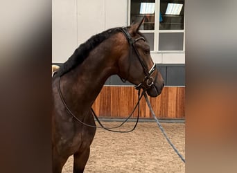 KWPN, Ruin, 4 Jaar, 171 cm, Donkerbruin