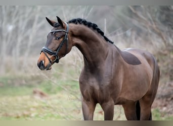 KWPN, Ruin, 4 Jaar, 171 cm, Lichtbruin