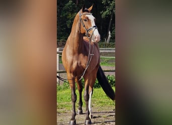 KWPN, Ruin, 4 Jaar, 171 cm