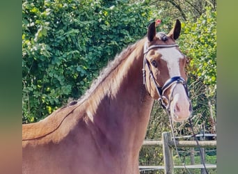 KWPN, Ruin, 4 Jaar, 171 cm