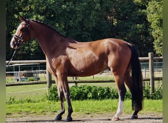 KWPN, Ruin, 4 Jaar, 171 cm