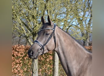 KWPN, Ruin, 4 Jaar, 171 cm, Zwart