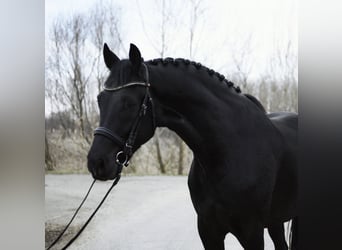 KWPN, Ruin, 4 Jaar, 171 cm, Zwart