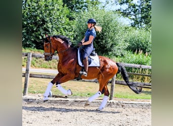 KWPN, Ruin, 4 Jaar, 172 cm, Bruin