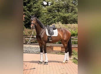 KWPN, Ruin, 4 Jaar, 172 cm, Bruin