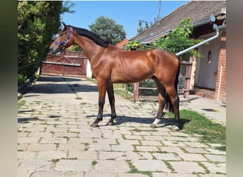 KWPN, Ruin, 4 Jaar, 172 cm, Bruin
