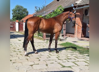 KWPN, Ruin, 4 Jaar, 172 cm, Bruin