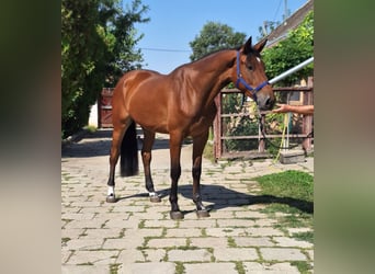 KWPN, Ruin, 4 Jaar, 172 cm, Bruin