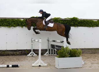 KWPN, Ruin, 4 Jaar, 172 cm, Bruin