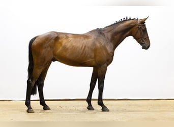 KWPN, Ruin, 4 Jaar, 172 cm, Bruin
