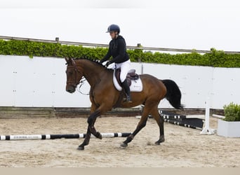 KWPN, Ruin, 4 Jaar, 172 cm, Bruin