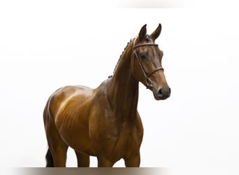 KWPN, Ruin, 4 Jaar, 172 cm, Bruin