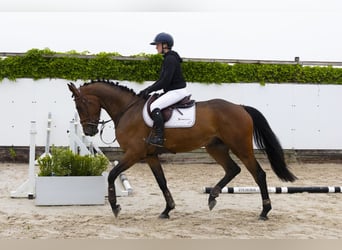 KWPN, Ruin, 4 Jaar, 172 cm, Bruin