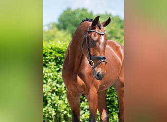 KWPN, Ruin, 4 Jaar, 172 cm, Roodbruin