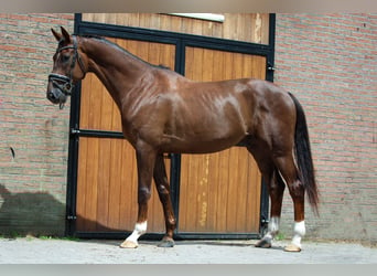 KWPN, Ruin, 4 Jaar, 173 cm, Donkere-vos