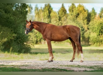 KWPN, Ruin, 4 Jaar, 173 cm, Donkere-vos