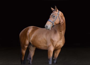 KWPN, Ruin, 4 Jaar, 173 cm, Roodbruin