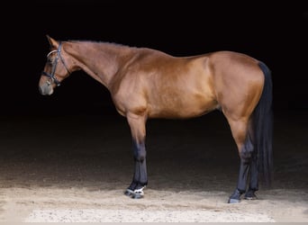 KWPN, Ruin, 4 Jaar, 173 cm, Roodbruin