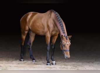 KWPN, Ruin, 4 Jaar, 173 cm, Roodbruin