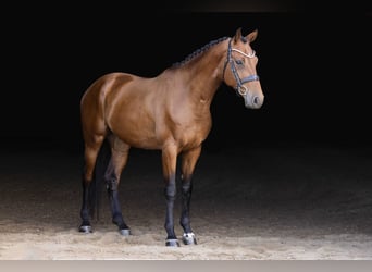 KWPN, Ruin, 4 Jaar, 173 cm, Roodbruin