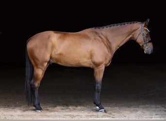 KWPN, Ruin, 4 Jaar, 173 cm, Roodbruin