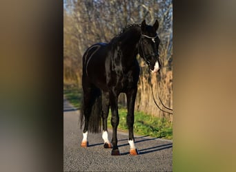 KWPN, Ruin, 4 Jaar, 173 cm, Zwart