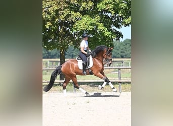 KWPN, Ruin, 4 Jaar, 174 cm, Bruin