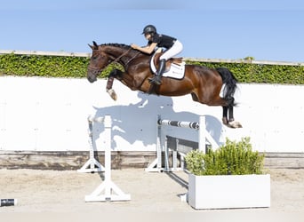 KWPN, Ruin, 4 Jaar, 174 cm, Bruin