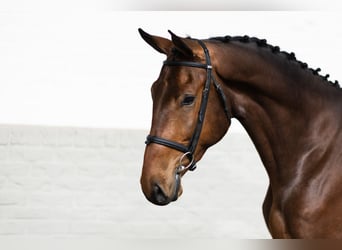 KWPN, Ruin, 4 Jaar, 174 cm