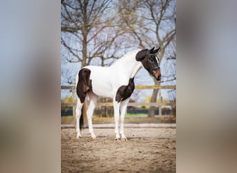 KWPN, Ruin, 4 Jaar, 174 cm, Tobiano-alle-kleuren